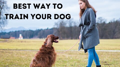Best Way To Train Your Dog