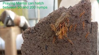 Praying Mantis Ootheca hatching, baby praying mantis