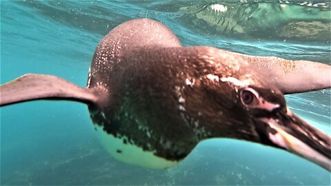 Penguins & sea lions play with thrilled swimmers at the equator