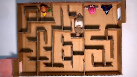 Make your own carton hamster maze game