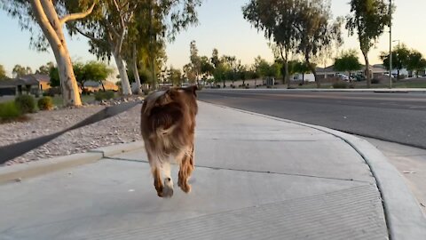 Australian Shepard Pulling Me Around the Block