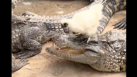 “Webbed Feet vs. Scaly Jaws: The Battle at the Pond”