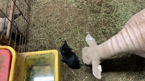 Sheep Chasing A Kitten