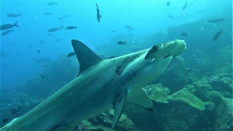 Hammerhead shark closely investigates scuba diver as it swims near