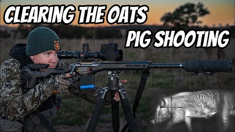 Clearing the Oats || Feral Pig, Cat & Fox Shooting with my 308Win Rifle & Thermion 2 LRF XG50