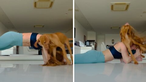 Puppy adorably refuses to let owner workout at home