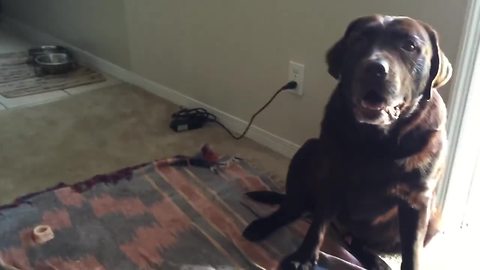 Owner convinces dog he's thirsty - when he's not