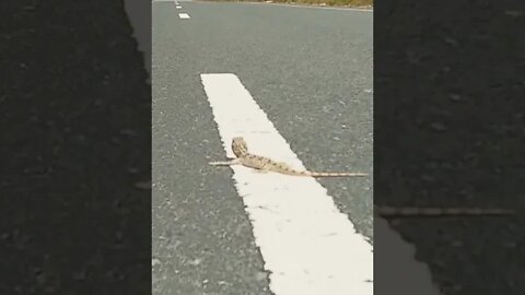 Yellow-spotted agama on the street of Dubai #shorts