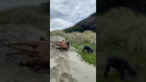 Horse in complete awe of the beach forgets that he has a rider on his back