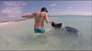 Nas Bahamas é possível nadar com porquinhos