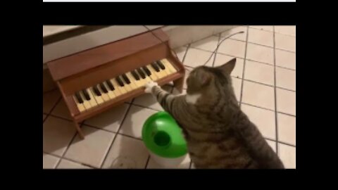 The Most Clever Cat Plays Piano, When Its Hungry