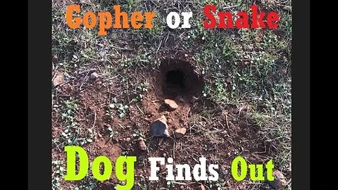 Dog vs. Gophers | Who Wins? | What is in There? | Dog DIY in 4D