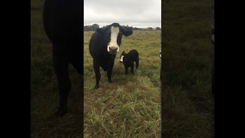 Cow Brings Cute Little Baby Over To Show it off to owner.
