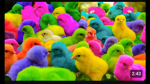 Tangkap Ayam Lucu, Ayam Warna Warni,Ayam Rainbow Gokil, Kelinci, Kucing Lucu,Bebek, Hewan Lucu