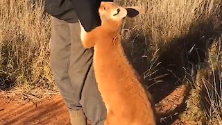 Orphaned Baby Kangaroo Won't Let Go Of His Rescuer