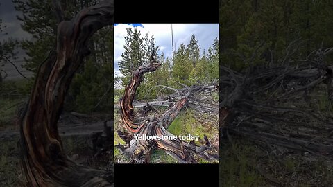 Yellowstone NP today! Lovely scenery. Crazy clouds! Black!