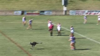 Partita di rugby interrotta dall'invasione di un canguro