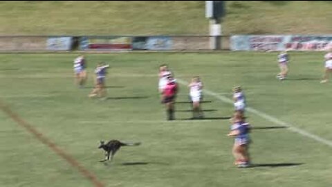 Partita di rugby interrotta dall'invasione di un canguro