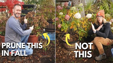 The Right Hydrangeas to Prune This Fall 🍂 (& How to Do It!)😉