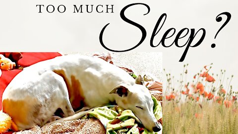 Why Do Greyhounds Sleep so Much?