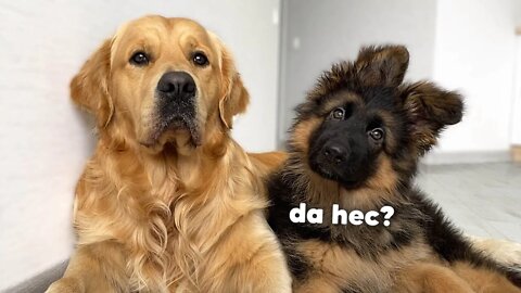 Dog Reviews Sounds with German Shepherd Puppy | Cutest Head Tilt