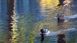 Mallard Ducks