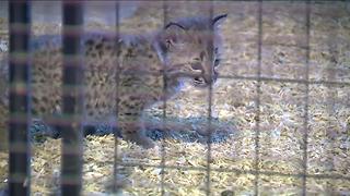 Baby lynx returned to Delavan petting zoo