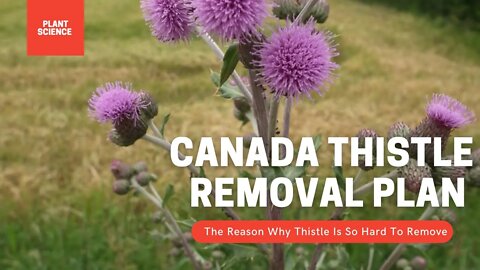 How To Permanently Remove Thistle Weeds. Canada Thistle Removal Plan | Gardening in Canada