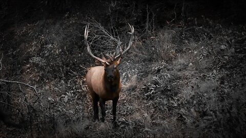 Oregon Elk Hunt Part 1 - Bowhunting Elk | Team Radical