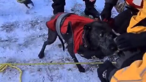 Firefighters rescued dog from icy canal while chasing ducks