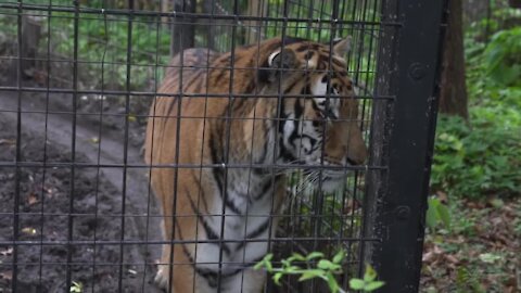 Potter Park Zoo animals are being vaccinated with COVID 19 shot