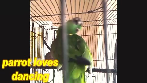 the talking parrot and dancer