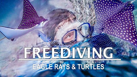 I was FREEDIVING with EAGLE RAYS (How was it...?!)