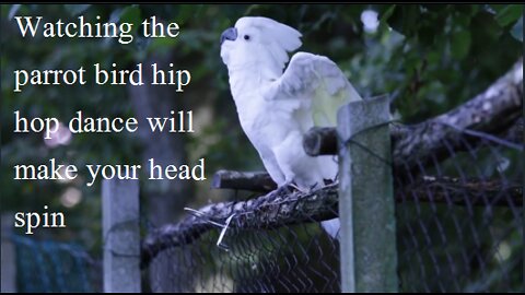 HipHop Parrot Cute Bird Dance present video 2022 .