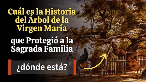 Cuál es la Historia del Árbol de la Virgen María que protegió a la Sagrada Familia ¿dónde ésta?