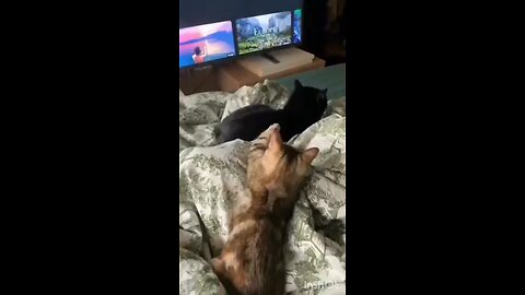 Fun Animal Video😂.. Funny Cat and Dog😂😂..