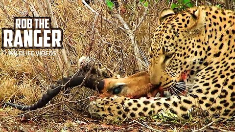 Rare Sighting Of Three Adult Leopards Together! | Archive Footage