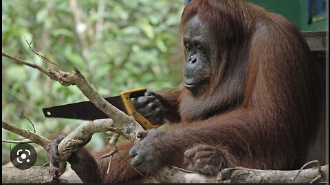 INCREDIBLE ORANGUTAN LEANS HOW TO SAW