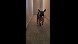 My Dog's Ears in Super Slow Motion