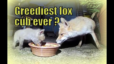 🦊Is this the greediest, cutest little fox cub EVER feasting on Lidl dog food and raw eggs ?