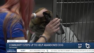 Escondido community rescues abandoned dog, nurses her back to health