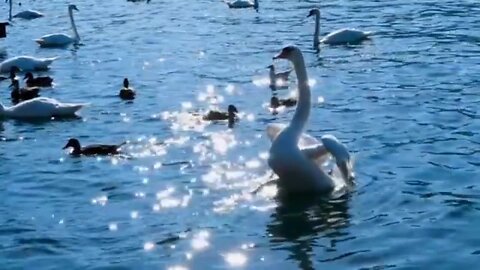 Live Birds Swans Ducks 2023 Ep2