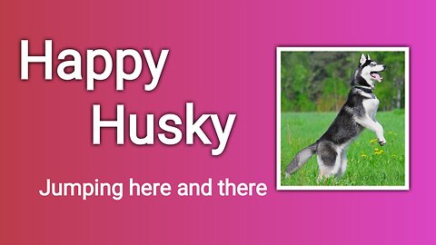 Husky's Joyful Bounces and Sprints, Energetic Husky Bounds Around with Glee #Husky #pets #jumping