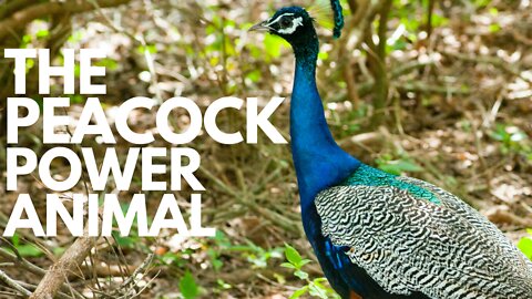 The Peacock Power Animal