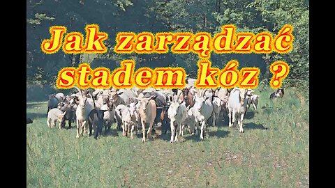 Jak zarządzać stadem kóz ?