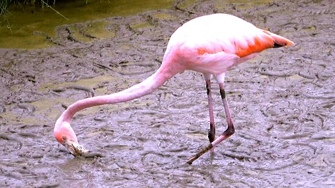 Flamingo feeds in an unusual manner to extract shrimp from mud