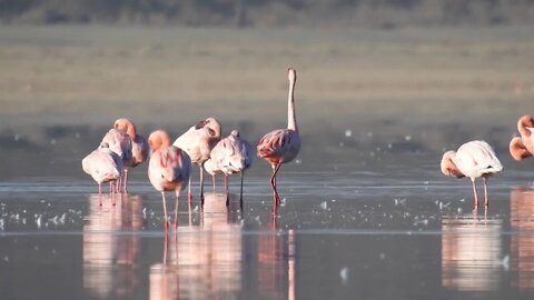 10,000 Flamingo Lake Part 2 | Ethiopia