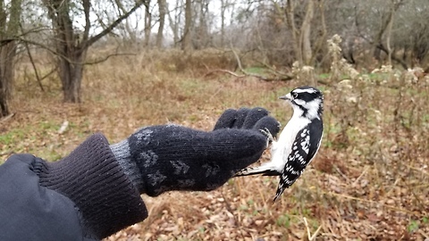 Hand Feeding a Downy Woodpecker