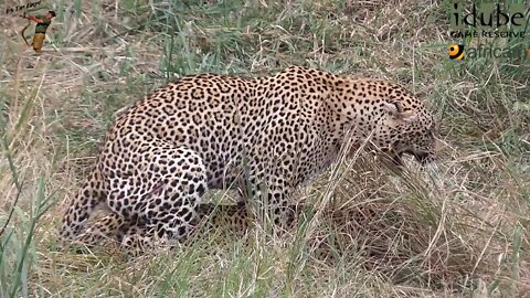 WILDlife: Leopard Loving In A Reed Bed