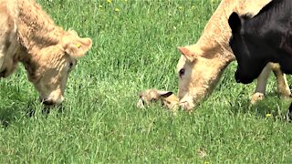 Cows bellow in excitement when mother gives birth to a calf